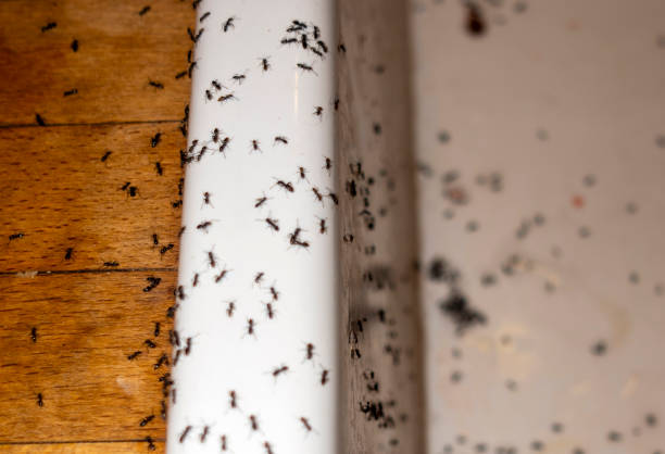 Best Local Pest Control Services  in Prince George, VA
