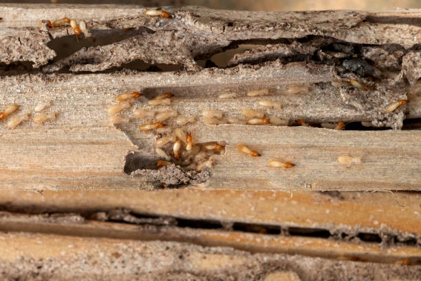 Best Termite Control Services  in Prince George, VA