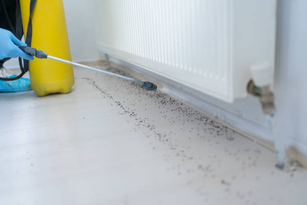 Flea Control Services in Prince George, VA